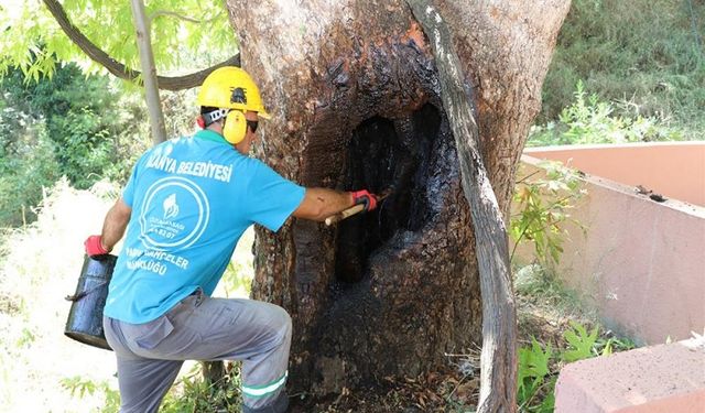 Alanya'da Asırlık Ağaçlar Gelecek Nesillere Emanet Ediliyor