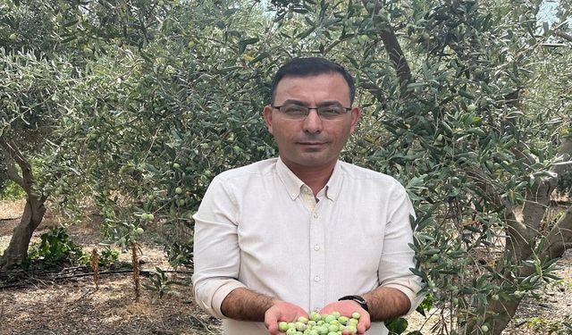 Alanya'da Zeytin Hasadı Coşkusu: Rekolte Yüzleri Güldürüyor