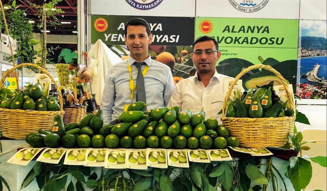 Avokado Üretiminde Alanya Zirveye Koşuyor. Hedef 150 milyon adet!