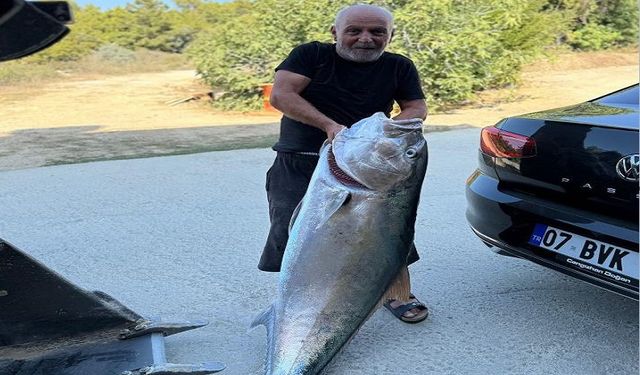 50 Kilo Ağırlığında Kuzu Balığı! Alanya’da Tarihi Av