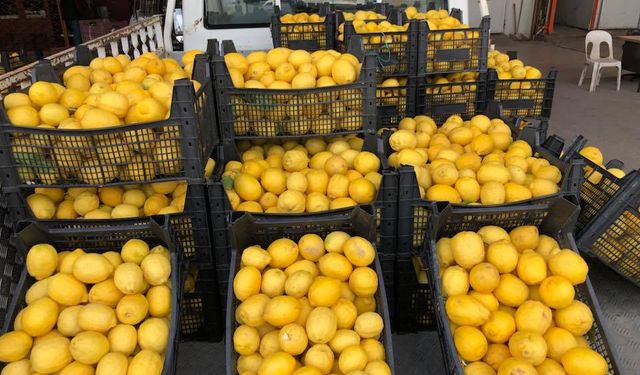 FLAŞ! Ticaret Bakanlığı Duyurdu: Limon Satışı Yurt Dışına Yasaklandı