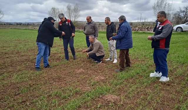 Zirai Don Gıda Fiyatlarını Yükseltebilir: Çiftçi Üretimden Çekiliyor