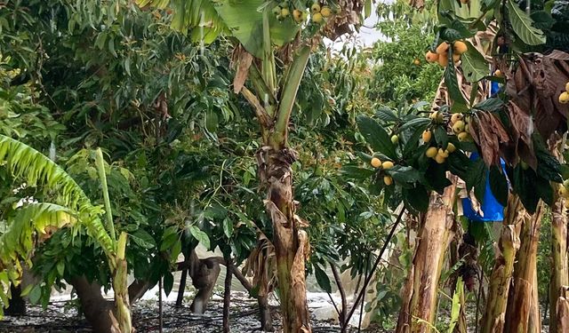 Alanya’da Dolu Alarmı: Muz ve Sebzeler Zarar Gördü