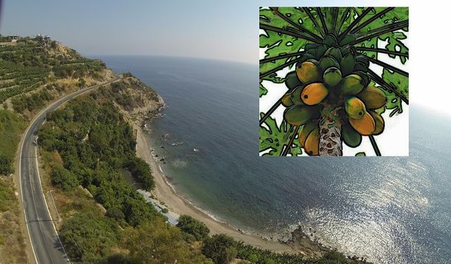 Çin Mutfağına Yeşil, Pazara Sarı: Alanya Papayada da Söz Sahibi