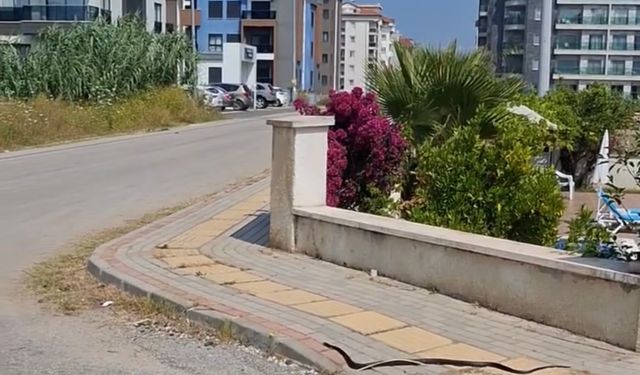 Alanya Kavrulurken Yılanlar Gün Yüzüne Çıktı. İşte O mahalle…