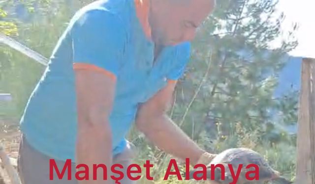 Alanya Belediyesi Ekipleri Şaşkına Döndü: Bir Kaplumbağa Neden Konteynerdeydi? Cevabı Bilmiyoruz, Ama Sonu Güzel Bitti