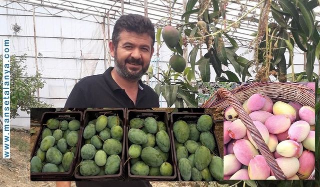 Alanya, Mangoda Türkiye’yi Taşıyor: 8.200 Ton Üretim!