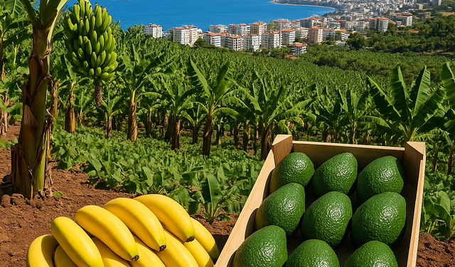 Alanya’da Tropikal Meyve Patlaması: 40’tan Fazla Çeşit Üretiliyor