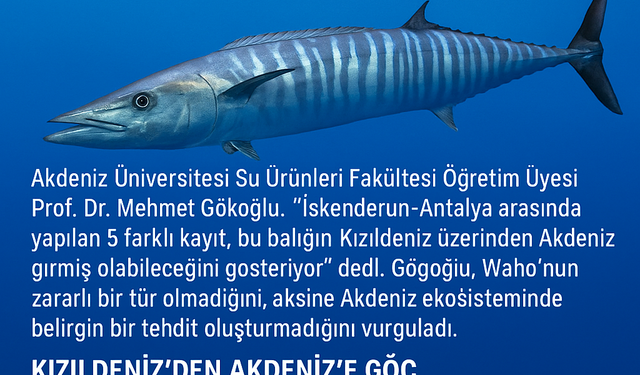 Alanya ve Gazipaşa Açıklarında Tropik Misafir: Wahoo Balığı Görüldü