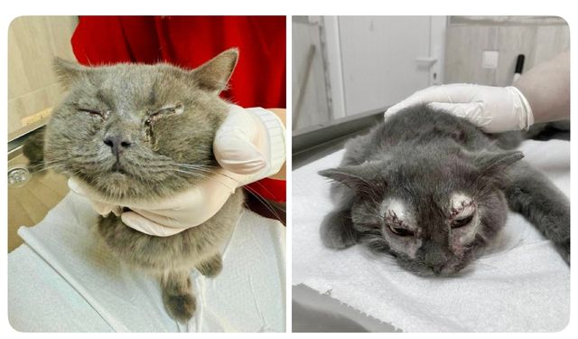 Can Dostumuzun Gözleri Alanya Belediye Veterinerleriyle Kurtuldu