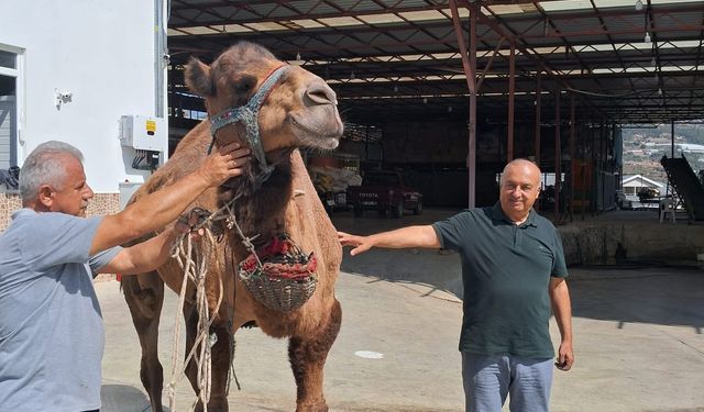 Sözünü Tuttu: Deve Kesildi, Sofra Kuruluyor. Alanya halkı davetlidir