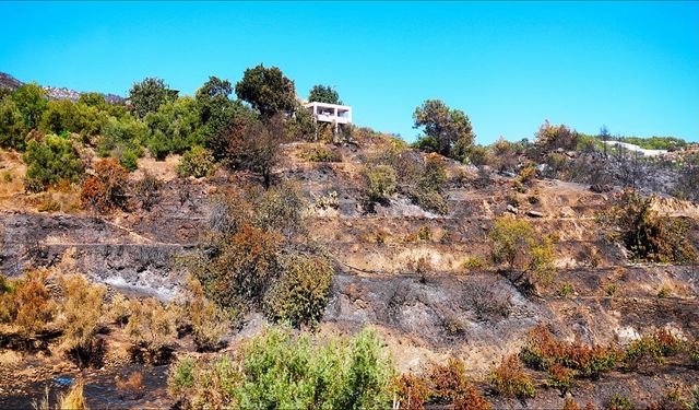 Yangın Sonrası Alanya’da Yeşeren Umut: Barınak Gibi, Doğa Da Yeniden Doğacak