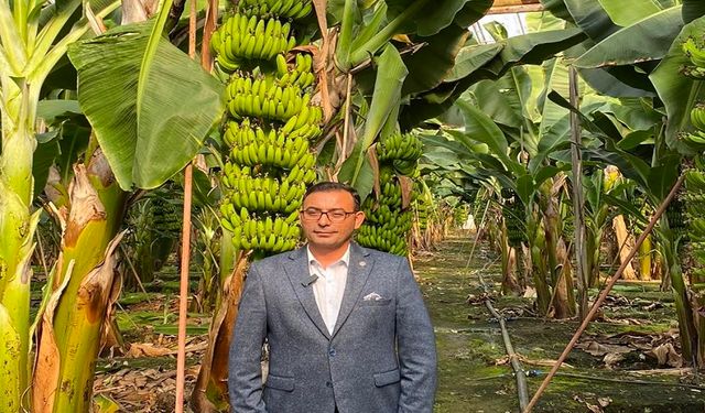 Alanya’da Jandarmanın Koruduğu Avokado ve Muz, Market Rafında İthal ile Yarışıyor. Göktepe: “Hasatta ithalat durdurulsun