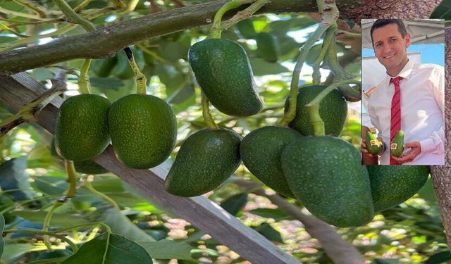 Avokado Üreticileri Dertli: “Yakalanıyorlar, Ertesi Gün Serbest”