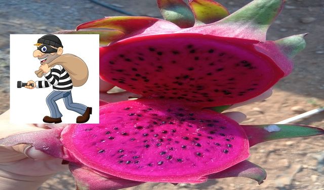 Gazipaşa’da Ejder Meyvesi Seraları Soyuldu: 1 Ton Ürün Çalındı