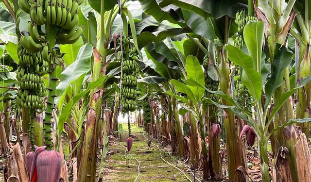 İthal Muzda Vergi Artışı: Yerli Üreticiye Nefes Aldıran Karar