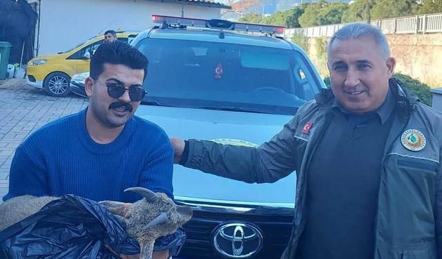 Alanya’da Doğaya Duyarlı Müdahale: Yaban Keçisi Yavrusu Kurtarıldı
