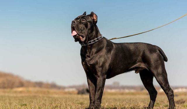 Cane Corso Sahiplenmeden Önce Bilmeniz Gereken Her Şey (Detaylı Rehber)