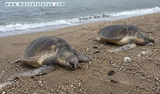 Alanya Sahillerinde Üzücü Manzara: İki Caretta Caretta Ölü Bulundu