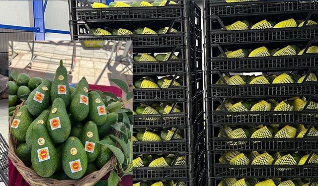 Alanya’nın yeşil altını yine sahnede! Avokado 60 lirayı gördü