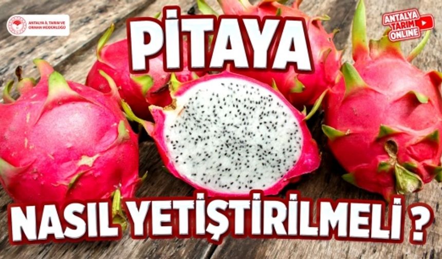 Pitaya (Ejder Meyvesi) Nasıl yetiştirilmeli!