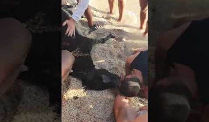 ALANYA DA BOĞULAN EŞEK SUNİ TENEFFÜSLE KURTARMAYA ÇALIŞTILAR 