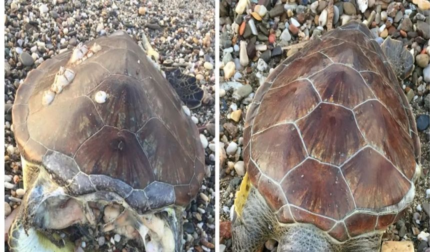 Caretta Caretta’nın Trajik Sonu: Alanya’da Kafası Kopmuş Bulundu