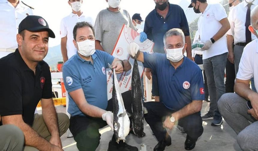 Antalya Kıyılarında Balon Balığı Alarmı: İnsan ve Hayvan Sağlığı Tehlikede