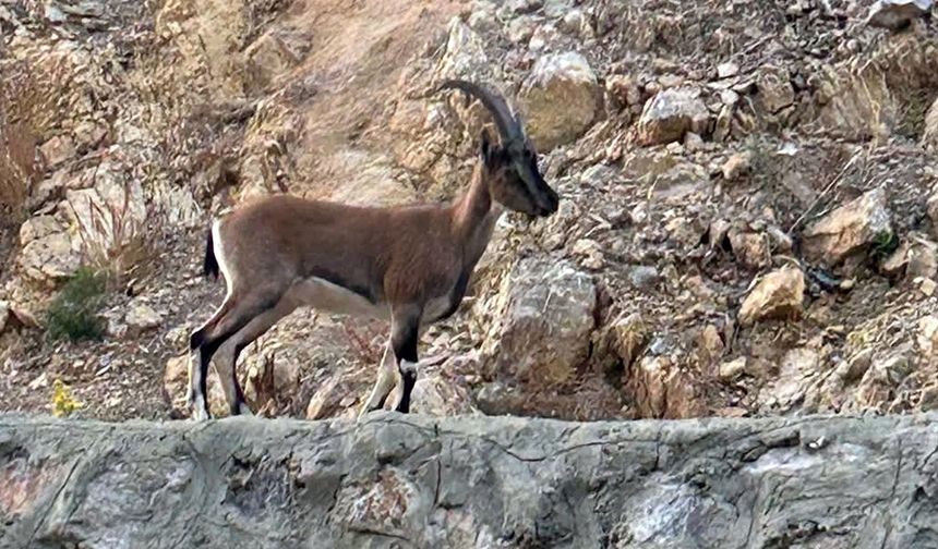 Gündoğmuş’ta Yaban Keçisini Avlayan Şahsa 661 Bin Lira Ceza Kesildi