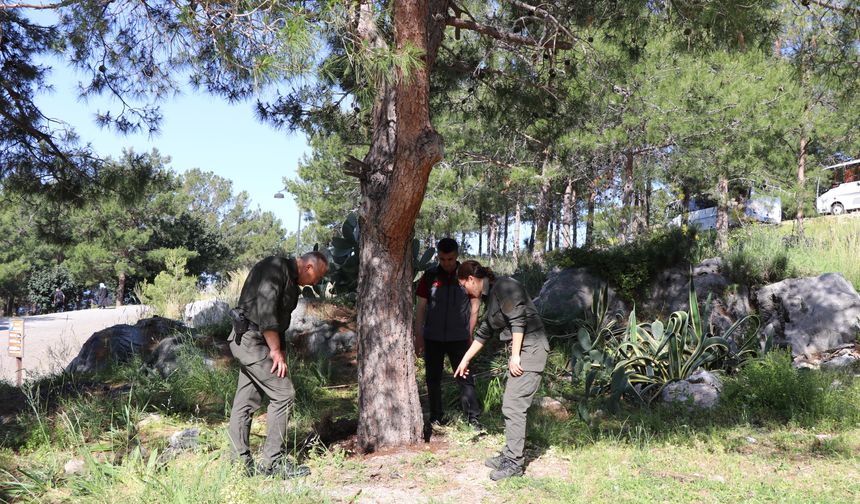 "Alanya Belediyesi'nden Müjdeli Haber: Doğada Yararlı Böcekler Salındı