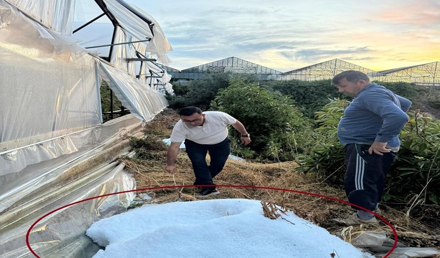 Alanya'yı Dolu Vurdu, Ziraat Odası Sahada!