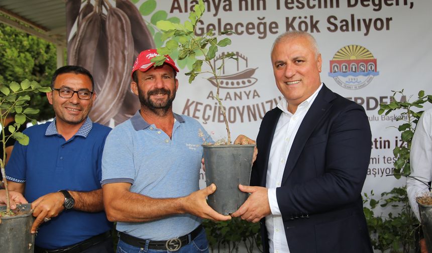 Alanya Keçiboynuzu Artık Tescilli! 3 Bin Fidanla Üretime Güç