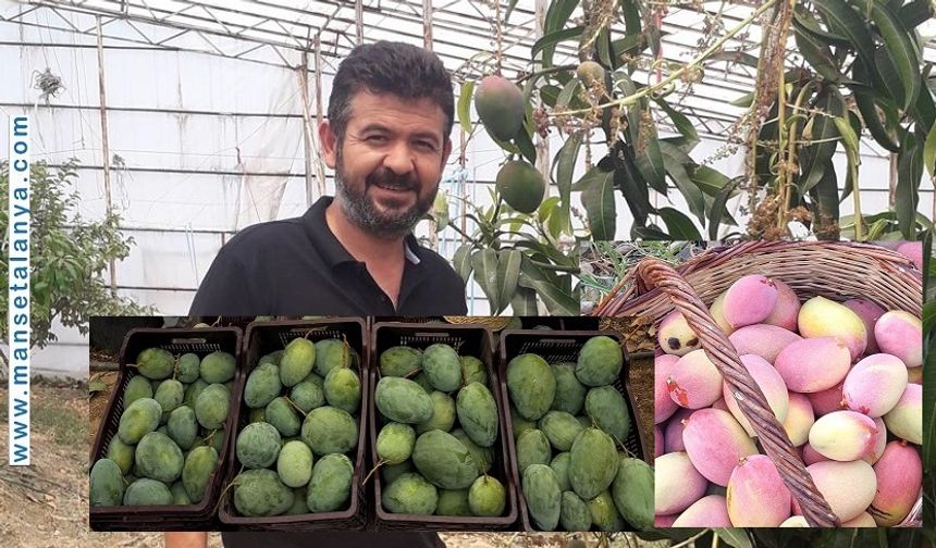 Alanya, Mangoda Türkiye’yi Taşıyor: 8.200 Ton Üretim!