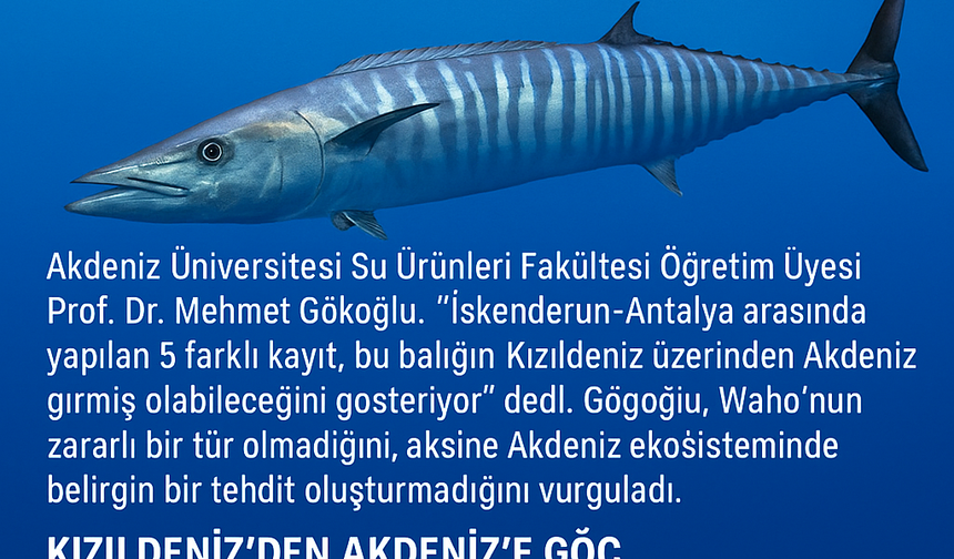 ⸻  Alanya ve Gazipaşa Açıklarında Tropik Misafir: Wahoo Balığı Görüldü