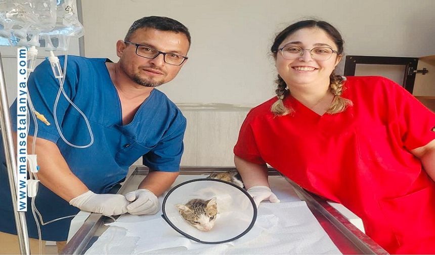 Alanya Belediyesi’nden Bir İlk: Çene Kırıklı Kedi Sağlığına Kavuştu