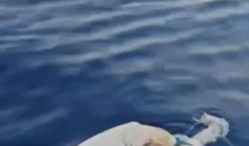 Uluslararası Deniz Yolunda Skandal: Gemiden Atılan Ölü İnek Gazipaşa Açıklarında Bulundu