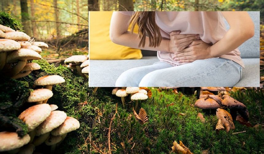 Alanya’da Mantar Zehirlenmesi: Dördü Hastanelik Oldu, İki Kişinin Durumu Ciddi