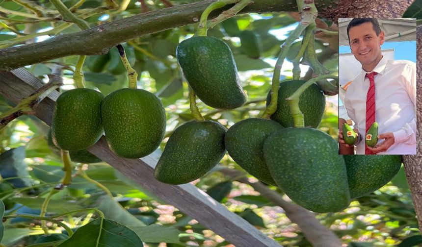 Avokado Üreticileri Dertli: “Yakalanıyorlar, Ertesi Gün Serbest”