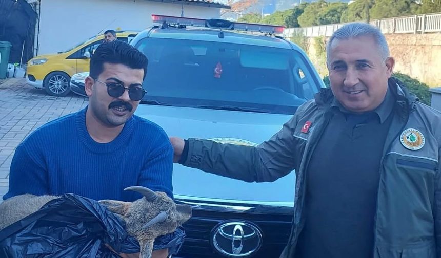 Alanya’da Doğaya Duyarlı Müdahale: Yaban Keçisi Yavrusu Kurtarıldı