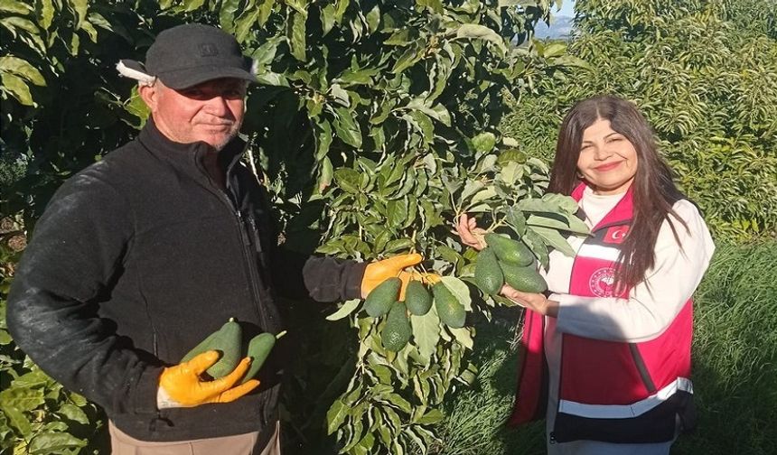 Alanya Tarımında Bilinçli Üretim Hamlesi