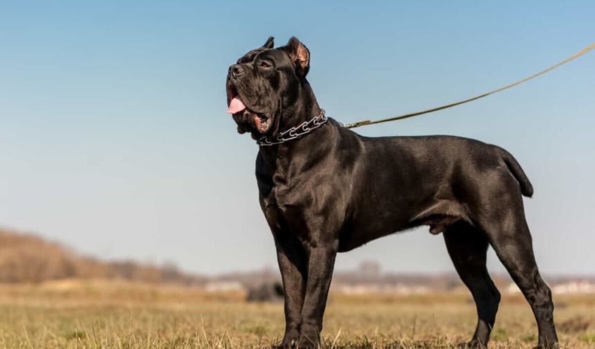 Cane Corso Sahiplenmeden Önce Bilmeniz Gereken Her Şey (Detaylı Rehber)