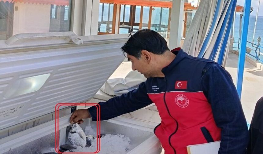 Alanya’da Balıkta ‘Boy’ Krizi: Santim Kaçtı mı Yandın!