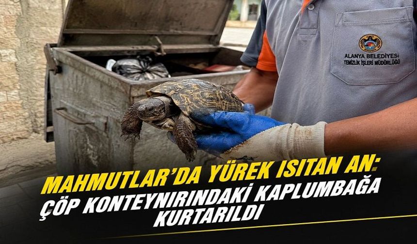 Mahmutlar’da Duygulandıran Olay: Çöpün İçinden Kaplumbağa Çıktı