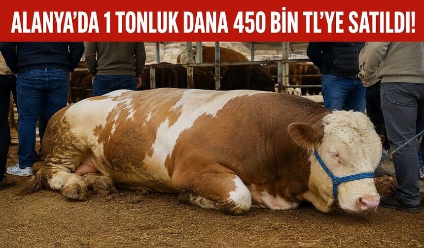 Kurbanlıkta Rekor Alanya’da! “Paşa Dana”ya Servet Ödendi