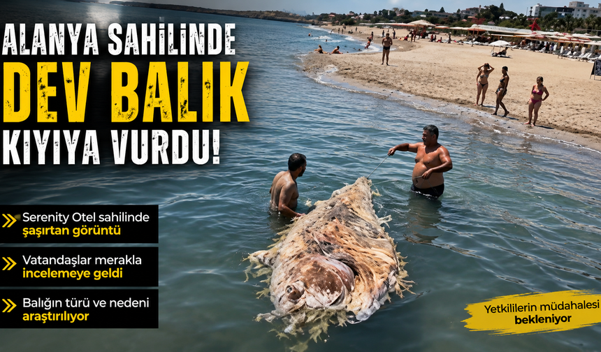 Serenity Otel Sahilinde Şaşırtan Görüntü: Dev Balık Karaya Yaklaştı