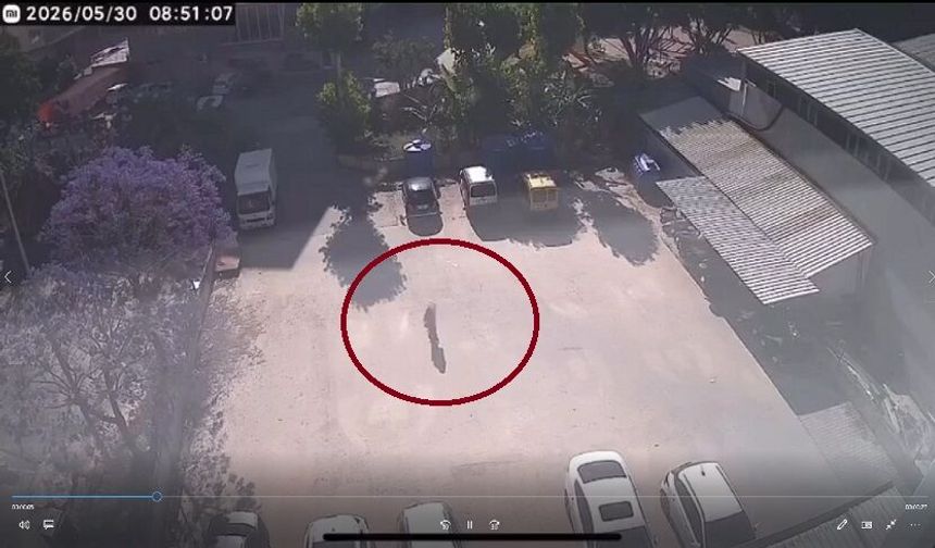 Bu da Oldu! Alanya’da Sokak Kedilerinin Mama Kaplarını Çaldılar