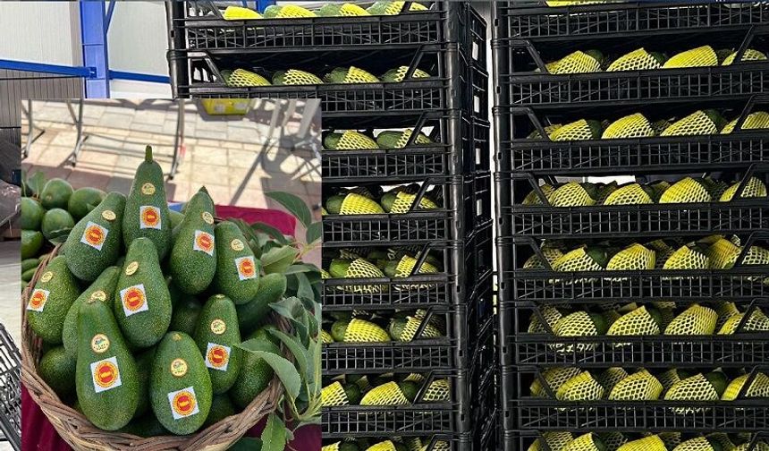 Alanya’nın yeşil altını yine sahnede! Avokado 60 lirayı gördü