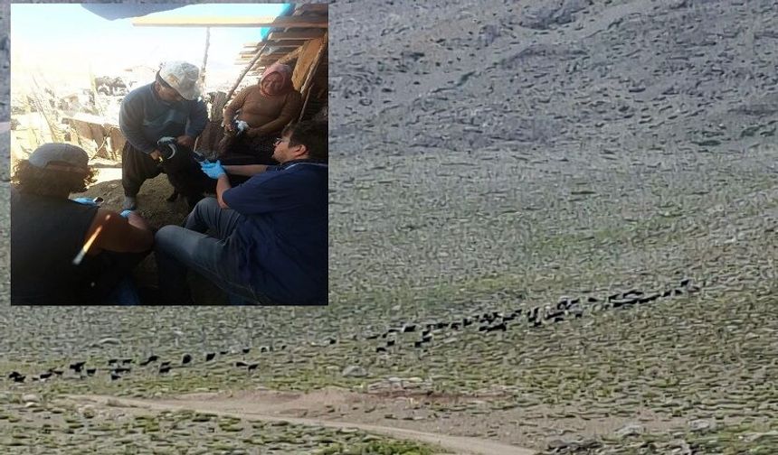 Gündoğmuş’ta sürüler mercek altında! Veba ve çiçek aşılaması yapıldı