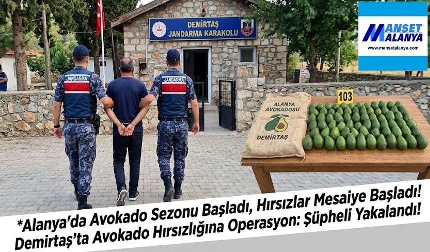 Alanya’da avokado sezonu açıldı, hırsızlar da mesaiye başladı!
