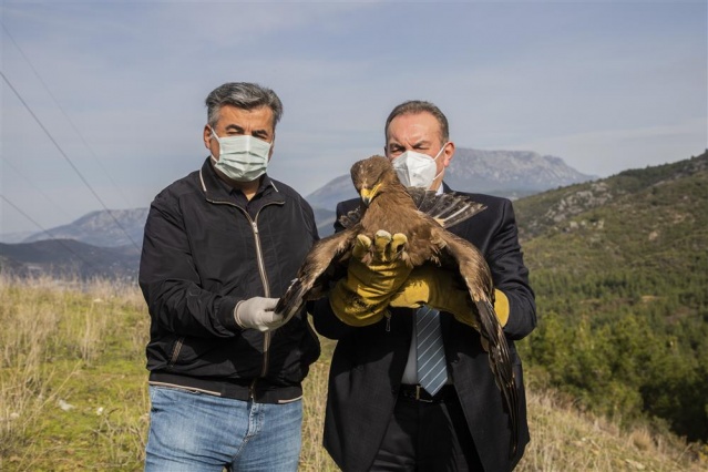 Kartal ve Şahin doğaya salındı